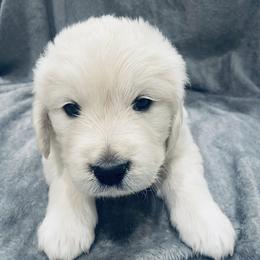 Golden Retriever Puppies from Valiant Goldens