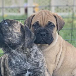 Bullmastiffs from Golden Mountains Bullmastiffs