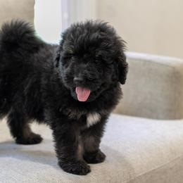 Andy Warhol - Black male Bernedoodle puppy in Eureka, Illinois from Joley Aire Family Dogs