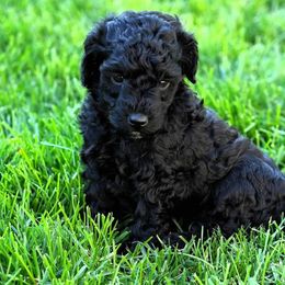 Goldendoodle and Poodle Puppies from Serenity Doodles