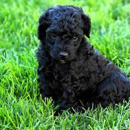 Goldendoodle and Poodle Puppies from Serenity Doodles
