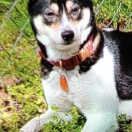 Chihuahuas and Shiba Inu from Tenderheart Kennels