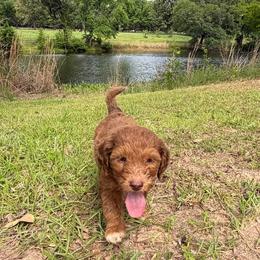 Judd - Chocolate male Goldendoodle puppy in Pittsburg, Texas from Grace Springs Goldendoodles