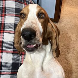 Basset Hounds from Rambo Bassets