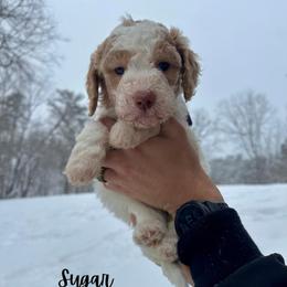 Sugar - Parti female Goldendoodle puppy in Taylorsville, North Carolina from Doggone Dixie Doodles