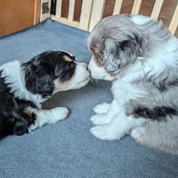 Aussiedoodle Puppies from Ridgeview Aussiedoodles