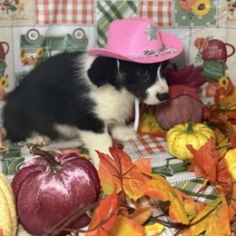 Silvermist (2600) - Black and white female American Corgi puppy in Valley, Washington from Corgis of the Mountain Valley