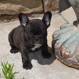 French Bulldog Puppies from Fancibul French Bulldogs