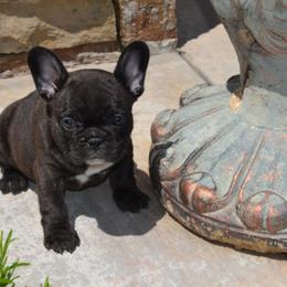 French Bulldog Puppies from Fancibul French Bulldogs