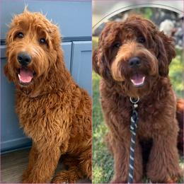Goldendoodle puppies from High Desert Doodles - the original