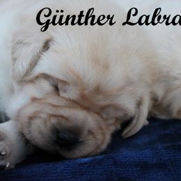 Labrador Retriever Puppies from Günther Labradors