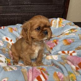Nutka's Little Boy - Ruby male Cavalier King Charles Spaniel puppy in Loco, Oklahoma from Sweet Heart Cavaliers