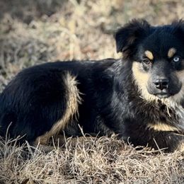 Colson - Black tri male Miniature Australian Shepherd puppy in El Dorado Springs, Missouri from HP Aussie Kennels