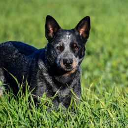 Squisita - Australian Cattle Dog