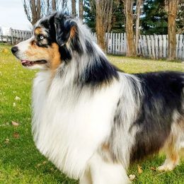 Zep - Australian Shepherd