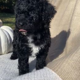 Acorn - Black and white female Sheepadoodle puppy in Columbia, Tennessee from Primrose Cottage Puppies