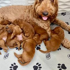 Irish Doodle Puppies from FitzPatricks Doodles