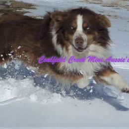 Elvis - Miniature Australian Shepherd