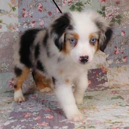 Almond - Blue merle male Toy Australian Shepherd puppy in Okeana, Ohio from Fetching Toy Aussies