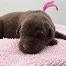 Dark pink - Chocolate female Labrador Retriever puppy in Heath Springs, South Carolina from Rich Hill Retrievers