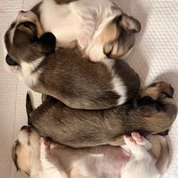 Dachshund puppies from Dianna's Dachshunds