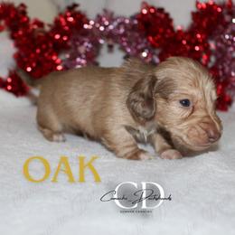 Oak - Cream male Dachshund puppy in Huntington, Texas from Camacho_Dachshunds