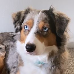 Flora - Miniature Australian Shepherd