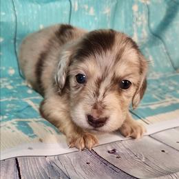 Todd - Dapple male Dachshund puppy in Anaconda, Montana from Williams Family Dachshunds