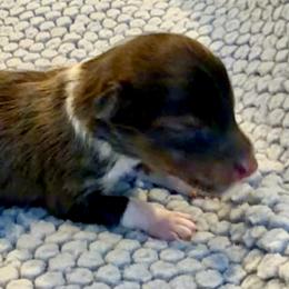 IRONMAN - Sable & white male Toy Shetland Sheepdog puppy in Livonia, Michigan from M7’s Shelties, Toonies & AussieDoodles