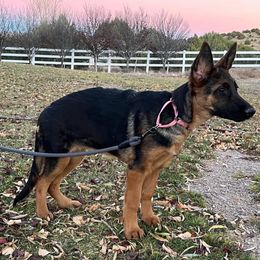 German Shepherd Puppies from 501 Shepherds