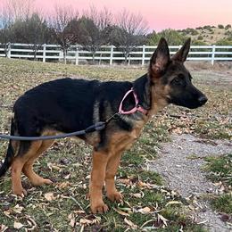 German Shepherd Puppies from 501 Shepherds