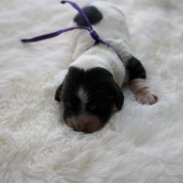 Grace - Piebald female Dachshund puppy in Morrow, Ohio from Courtney’s Colorful Doxies