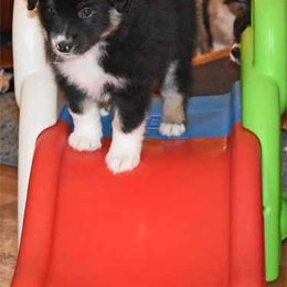 Miniature American Shepherd Puppies from Dreamcatcher