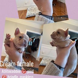 French Bulldog Puppies from Whitehouse Frenchies