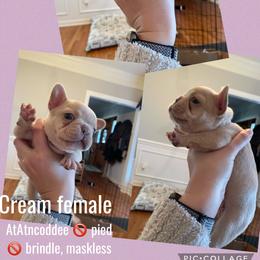 French Bulldog Puppies from Whitehouse Frenchies