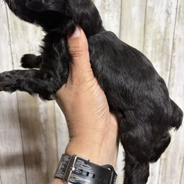 Oreo - Black female Miniature Schnauzer puppy in Eunice, Louisiana from 4J's Cajun Kennels