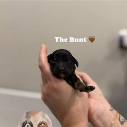 The Bunt - Tri-color male Bernedoodle puppy in Benton, Arkansas from Cozy Creek Doodles