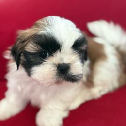 Coco - Tricolor female Shih Tzu puppy in Weeki Wachee, Florida from Svitlana Geist