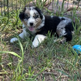 Australian Shepherd Puppies from 5280 Australian Shepherd