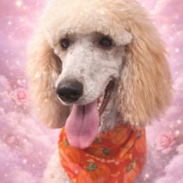 Iris - Poodle