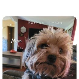 Yorkshire Terrier All Grown Up from Neptune Cove