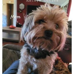 Yorkshire Terrier All Grown Up from Neptune Cove