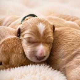Ted Bear - Apricot male Goldendoodle puppy in Rocky Point, North Carolina from CelticDoods