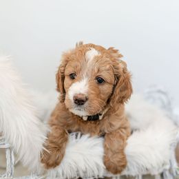 Goldendoodle Puppies from Woodstock Doodles, LLC