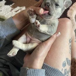 French Bulldog Puppies from Orderofthebulldogs, LLC