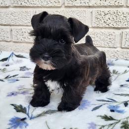Boy 2 - Salt and pepper male Miniature Schnauzer puppy in Crestview, Florida from Mert's Creek Miniature Schnauzers