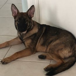 German Shepherd Puppies from Blue Line Shepherds