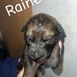 Raine - Sable female German Shepherd puppy in Winterport, Maine from Vom Stevens Old Fashioned German Shepherds