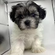 Girl 2 - Black and white female Shorkie puppy in Boca Raton, Florida from Tina-Marie's Pups