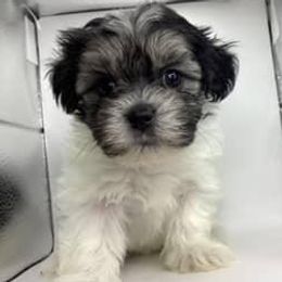 Girl 2 - Black and white female Shorkie puppy in Boca Raton, Florida from Tina-Marie's Pups